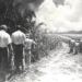 The clearing of the sugarcane fields to make way for airfields.